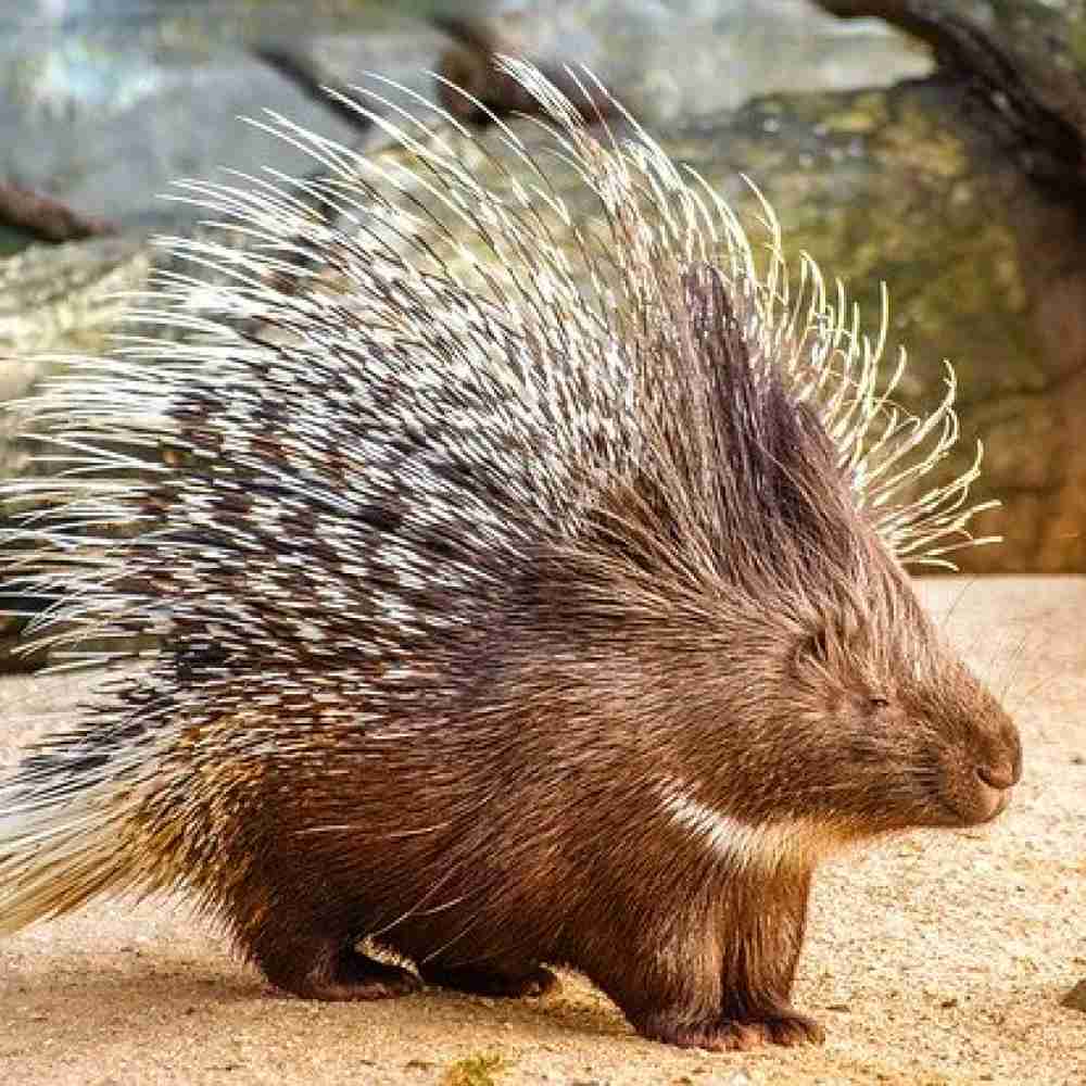 出来るなら飼ってみたい動物
