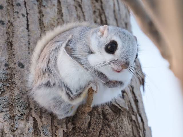出来るなら飼ってみたい動物