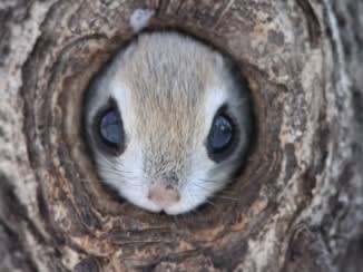 出来るなら飼ってみたい動物