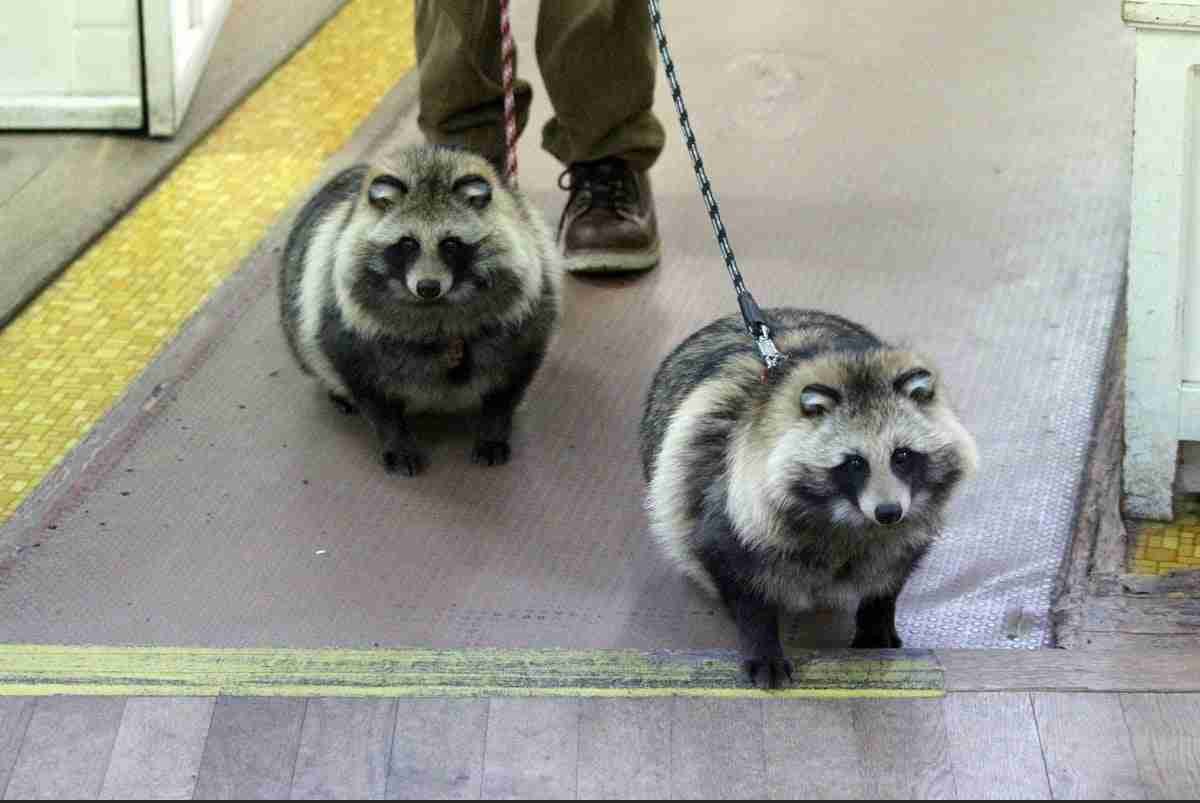出来るなら飼ってみたい動物