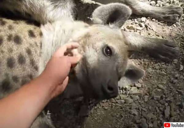 出来るなら飼ってみたい動物