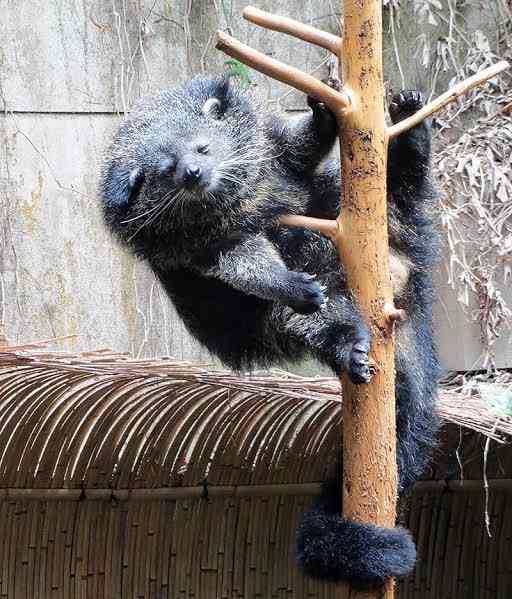 出来るなら飼ってみたい動物