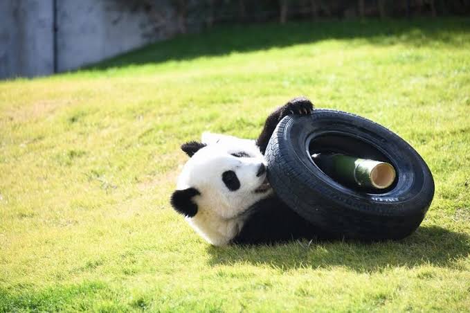 出来るなら飼ってみたい動物