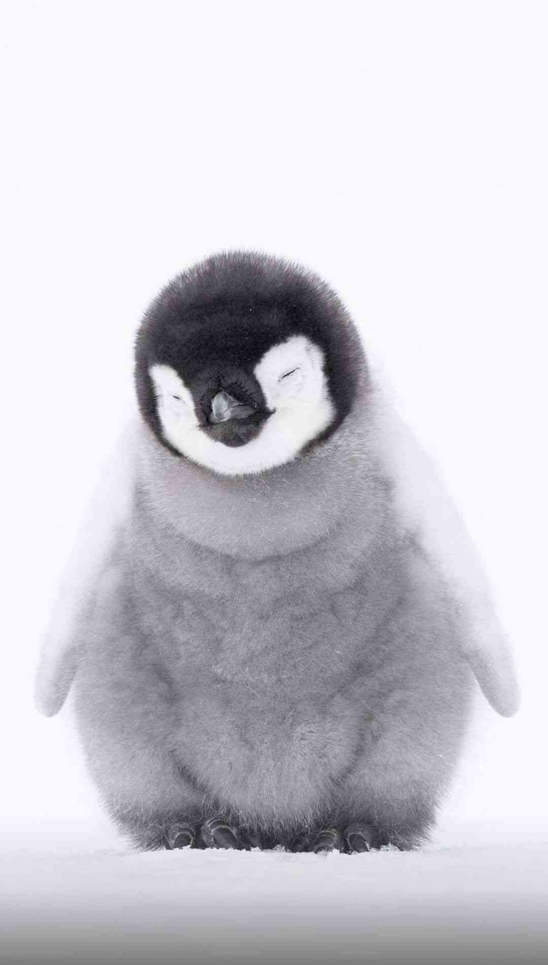 出来るなら飼ってみたい動物