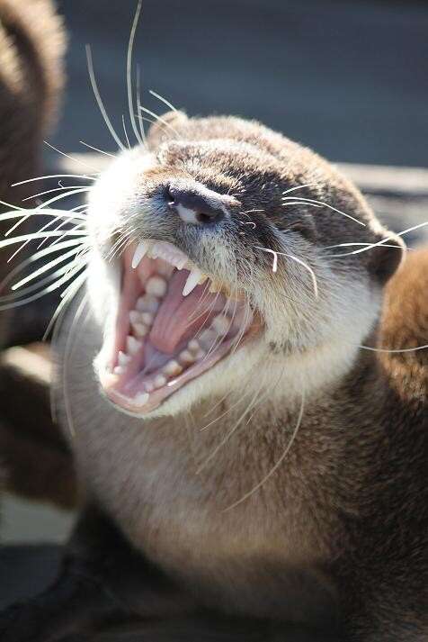 野生のカワウソに襲われた男性「26か所も噛まれて本当に死ぬかと思った」（シンガポール）