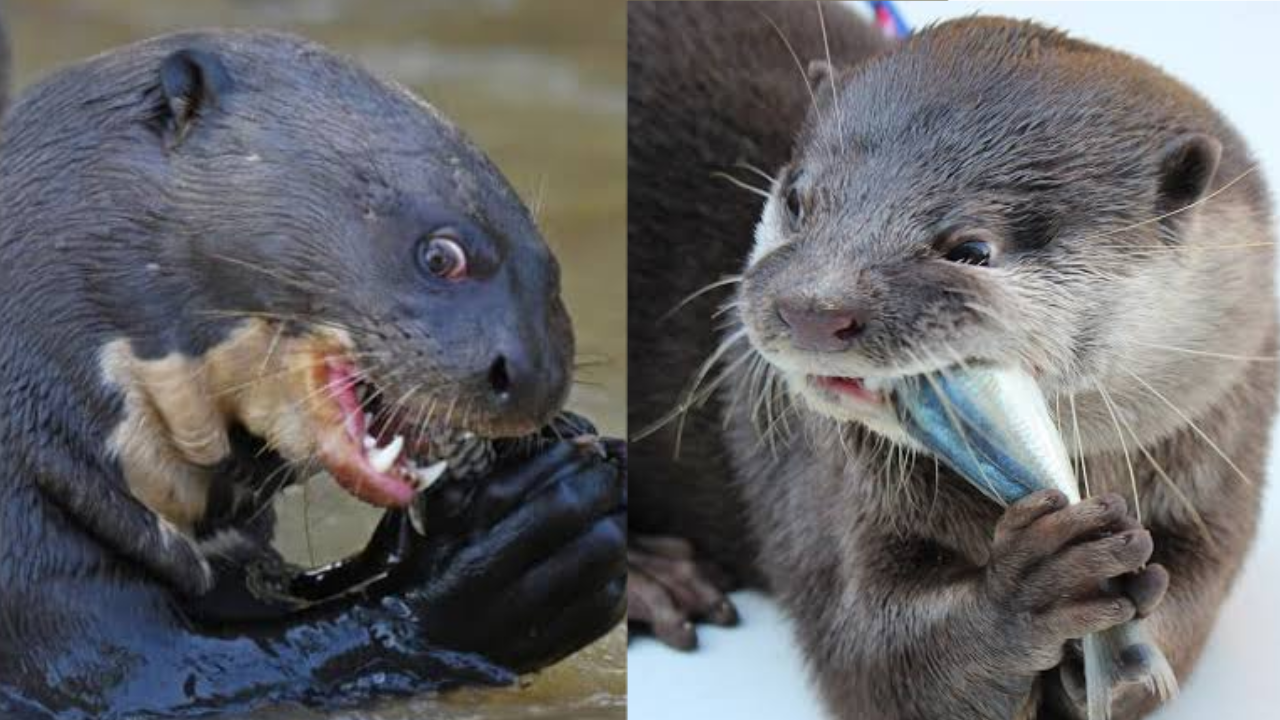 野生のカワウソに襲われた男性「26か所も噛まれて本当に死ぬかと思った」（シンガポール）
