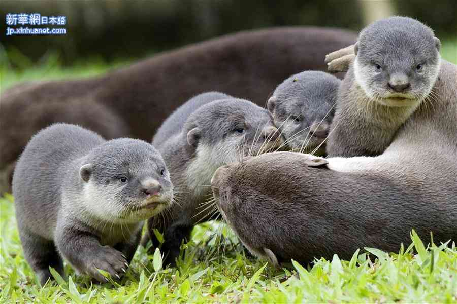 野生のカワウソに襲われた男性「26か所も噛まれて本当に死ぬかと思った」（シンガポール）