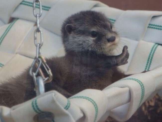 野生のカワウソに襲われた男性「26か所も噛まれて本当に死ぬかと思った」（シンガポール）