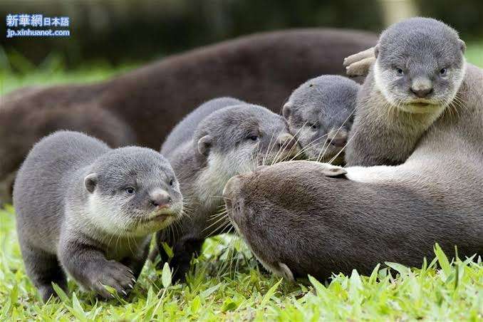 野生のカワウソに襲われた男性「26か所も噛まれて本当に死ぬかと思った」（シンガポール）