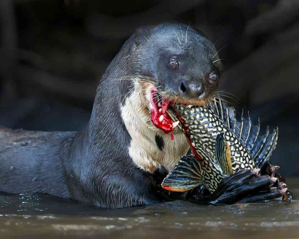 野生のカワウソに襲われた男性「26か所も噛まれて本当に死ぬかと思った」（シンガポール）