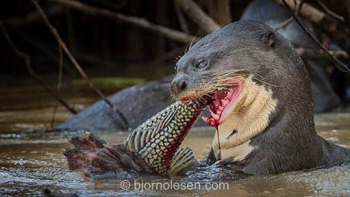 野生のカワウソに襲われた男性「26か所も噛まれて本当に死ぬかと思った」（シンガポール）