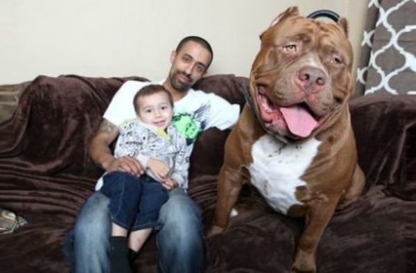 飼い犬に襲われた4歳息子を守った母親、両腕を噛みちぎられ8日後に死亡（米）