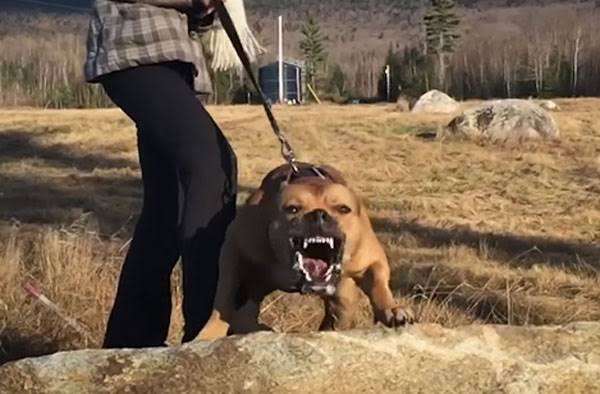 飼い犬に襲われた4歳息子を守った母親、両腕を噛みちぎられ8日後に死亡（米）