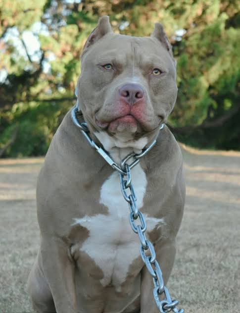 飼い犬に襲われた4歳息子を守った母親、両腕を噛みちぎられ8日後に死亡（米）