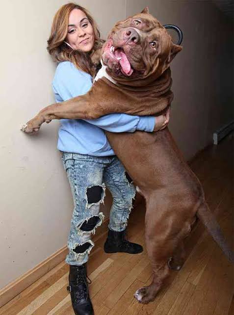 飼い犬に襲われた4歳息子を守った母親、両腕を噛みちぎられ8日後に死亡（米）