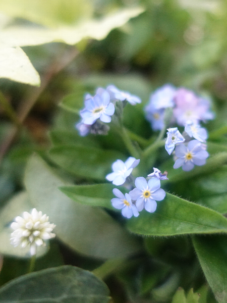 【ガーデニング】ガルちゃん園芸部【花・植物】part9