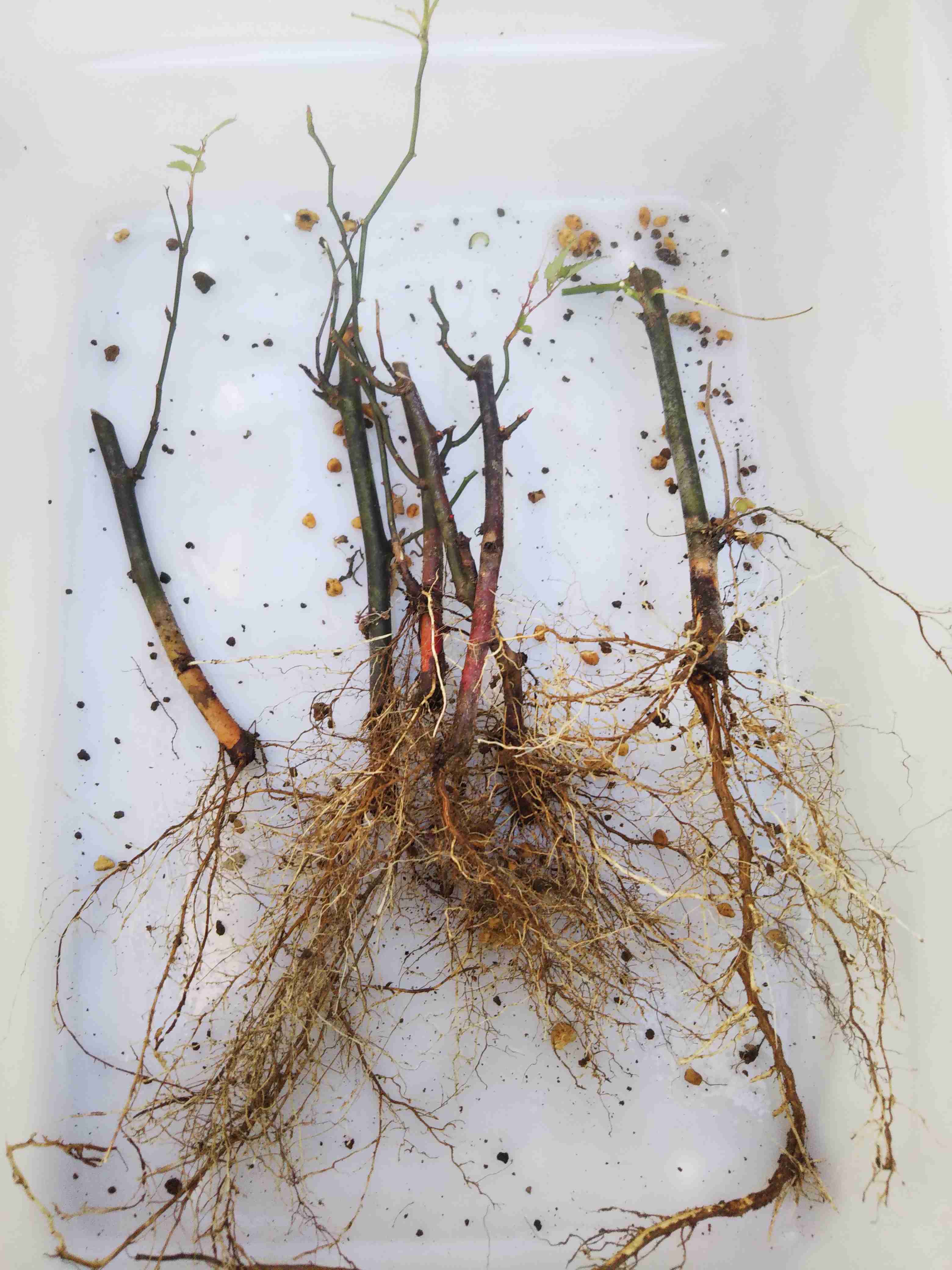 【ガーデニング】ガルちゃん園芸部【花・植物】part9