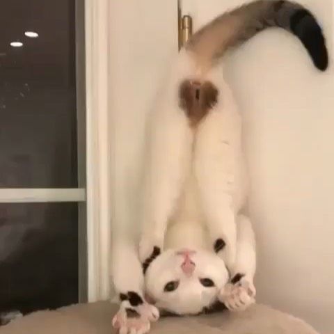 お尻に珍しすぎるマークがついた猫　ネットでは「かわいすぎる…」と話題に