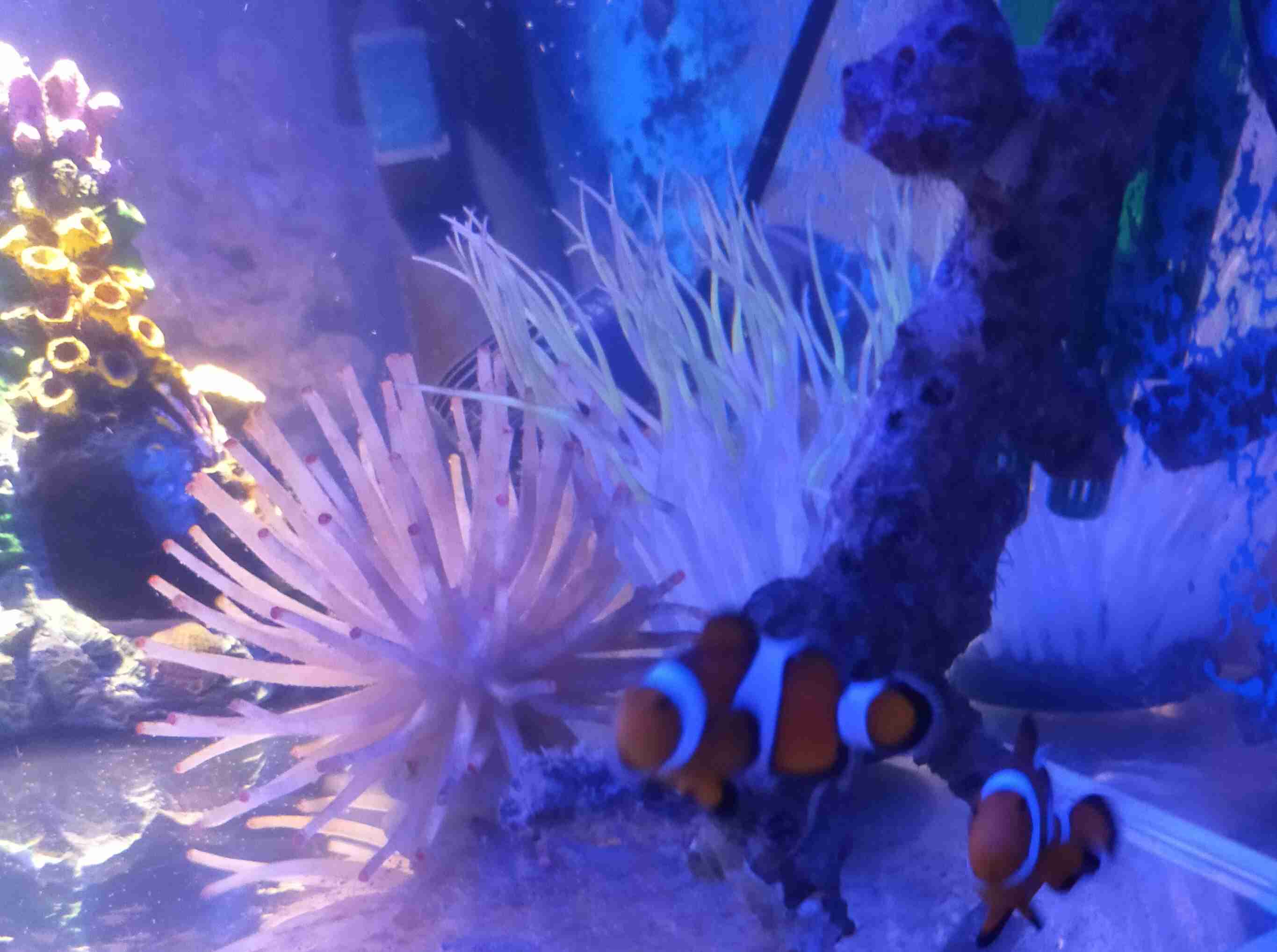 魚を飼ってみたい!