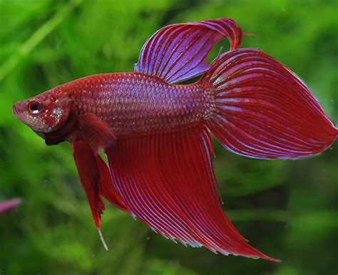 魚を飼ってみたい!