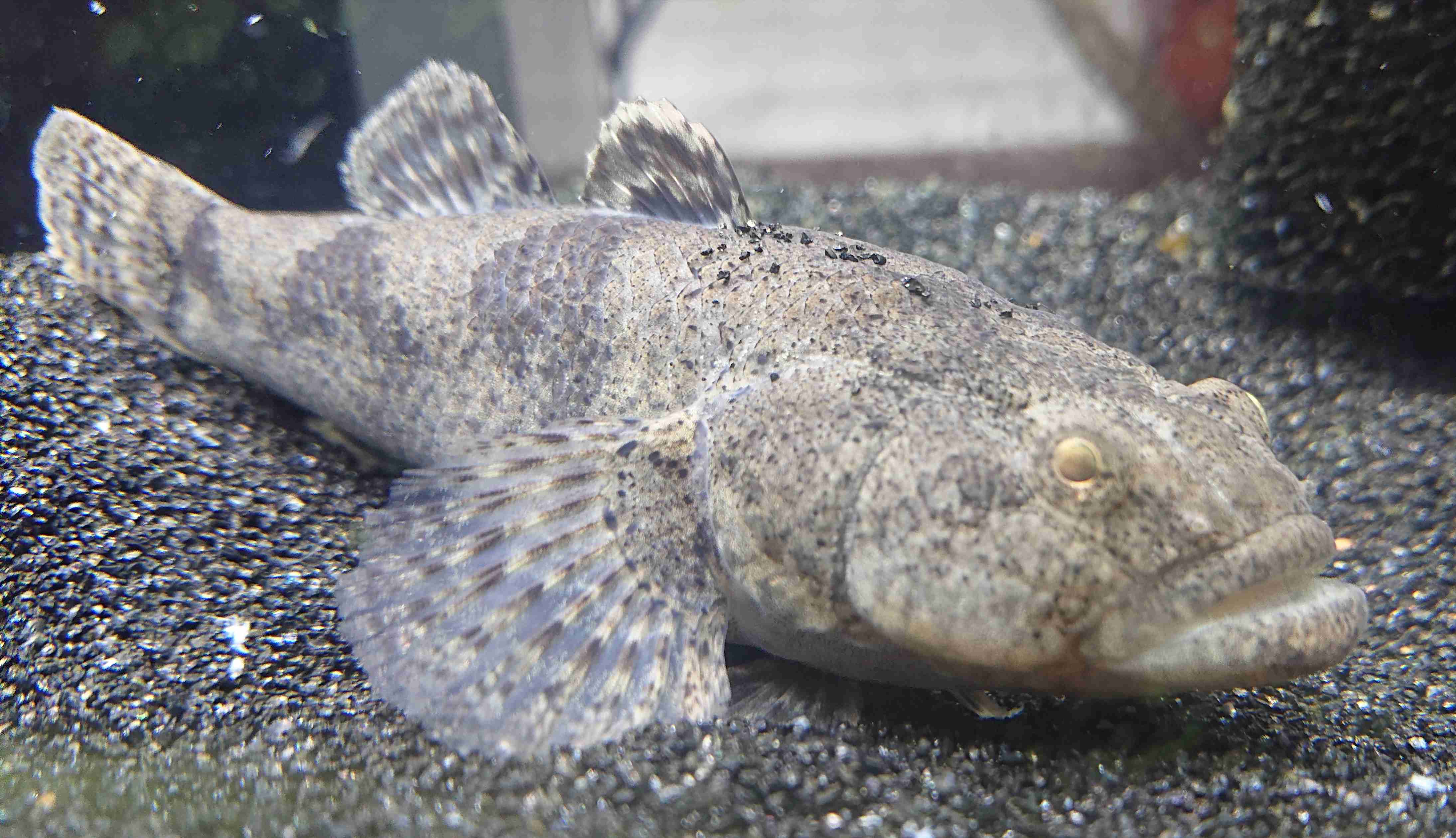 魚を飼ってみたい!