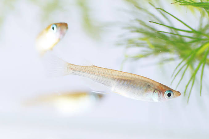 魚を飼ってみたい!