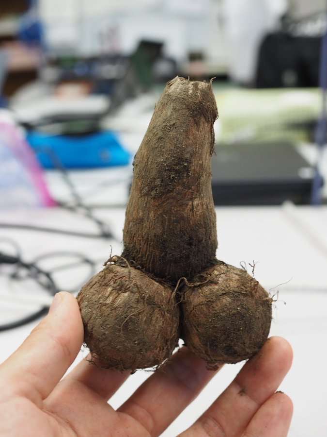 これ何に見える? 一部のネットユーザーがざわついた錯覚画像
