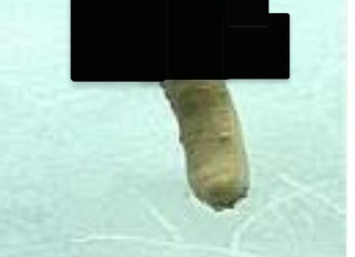 これ何に見える? 一部のネットユーザーがざわついた錯覚画像