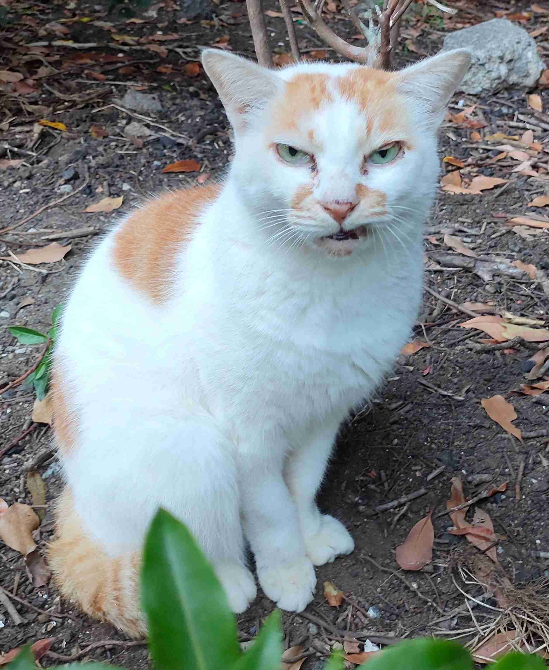 「地域猫」6匹殺される　腹部切り裂き、容疑で捜査―千葉県警