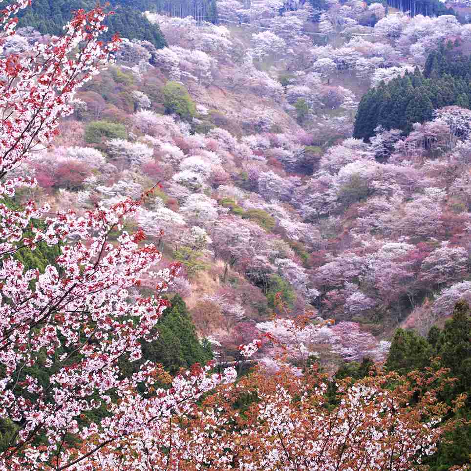 奈良県について知ってること