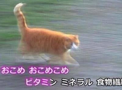 「これ好き」と思った画像をひたすら貼っていくトピ