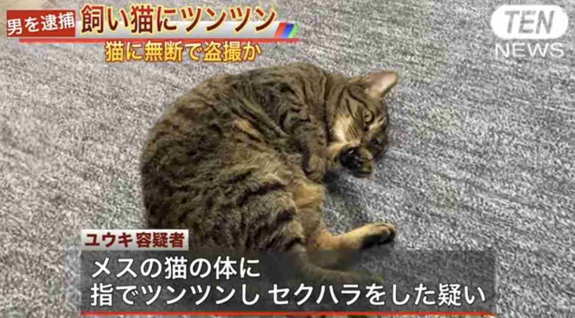 「これ好き」と思った画像をひたすら貼っていくトピ