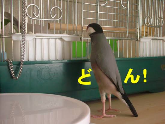 「これ好き」と思った画像をひたすら貼っていくトピ