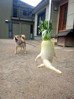 「これ好き」と思った画像をひたすら貼っていくトピ