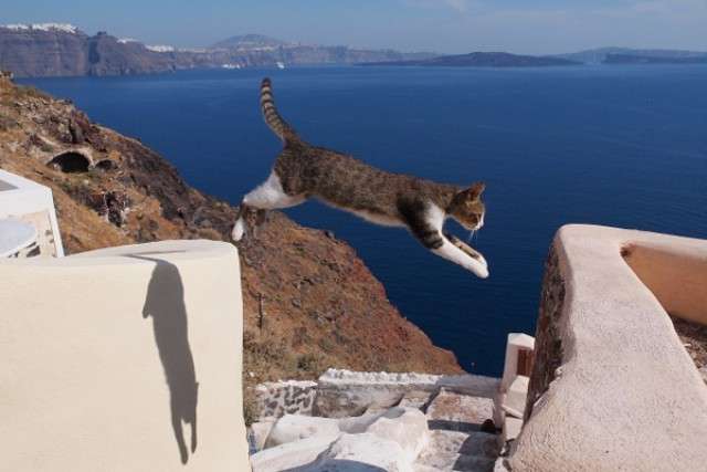 ネコメンタリー好きな人