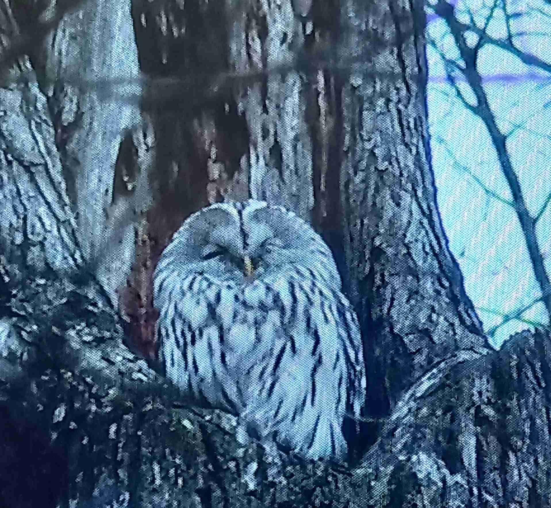 ガルちゃん野鳥図鑑part2