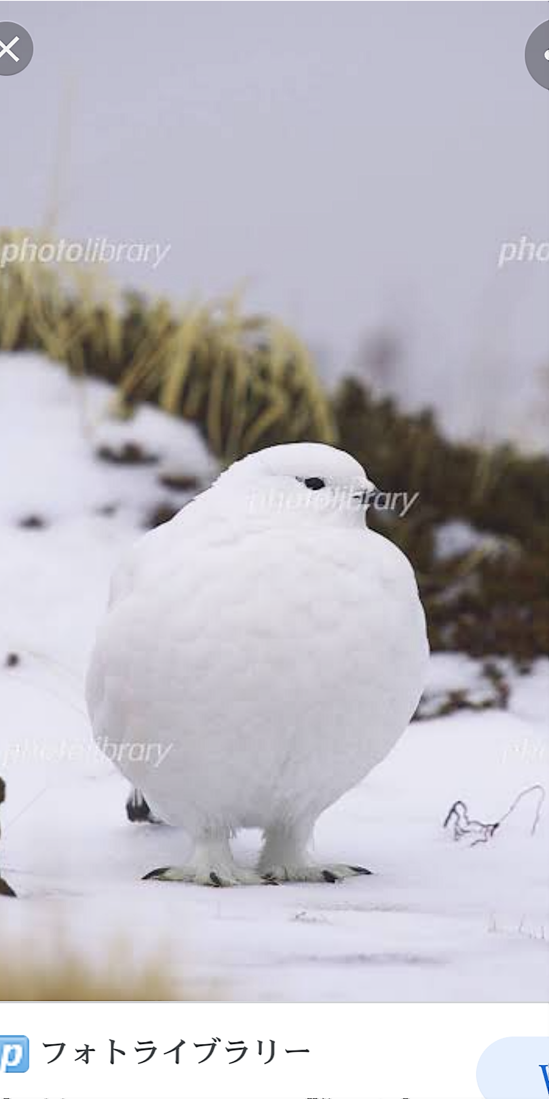 ガルちゃん野鳥図鑑part2