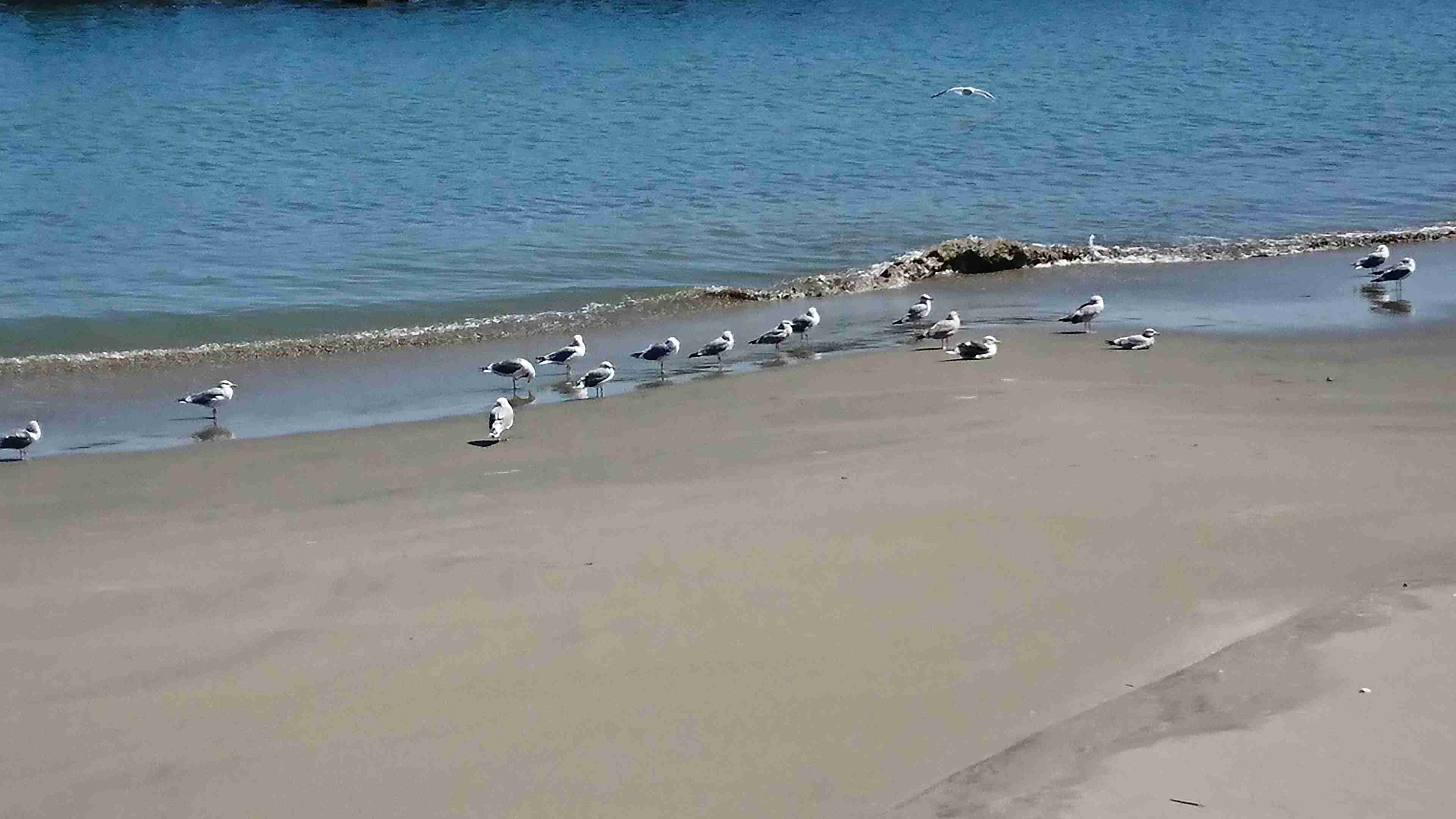 ガルちゃん野鳥図鑑part2