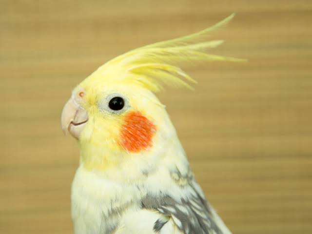 ガルちゃん野鳥図鑑part2