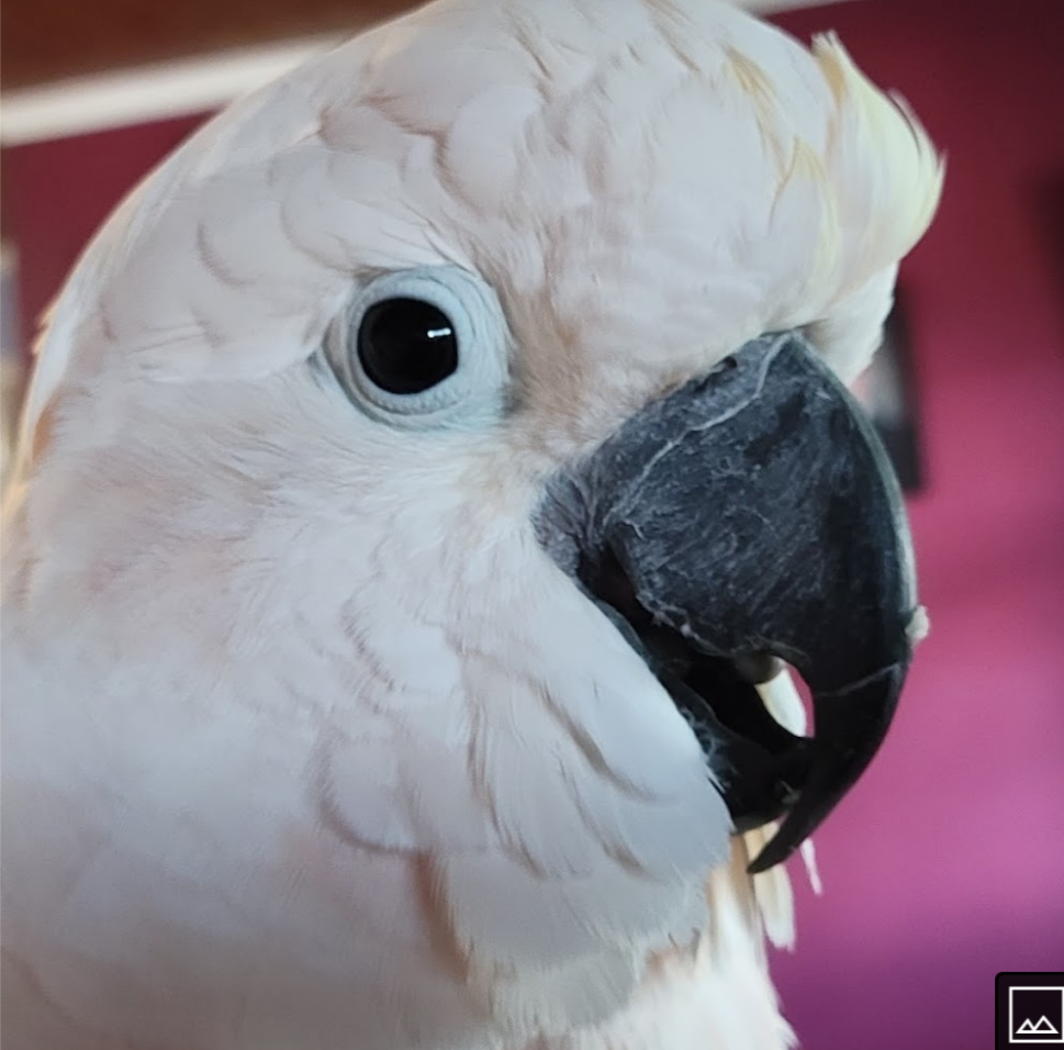 ガルちゃん野鳥図鑑part2