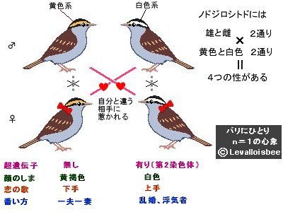 ガルちゃん野鳥図鑑part2