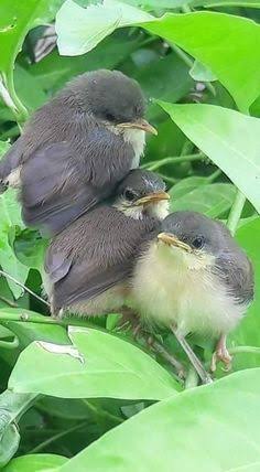 ガルちゃん野鳥図鑑part2