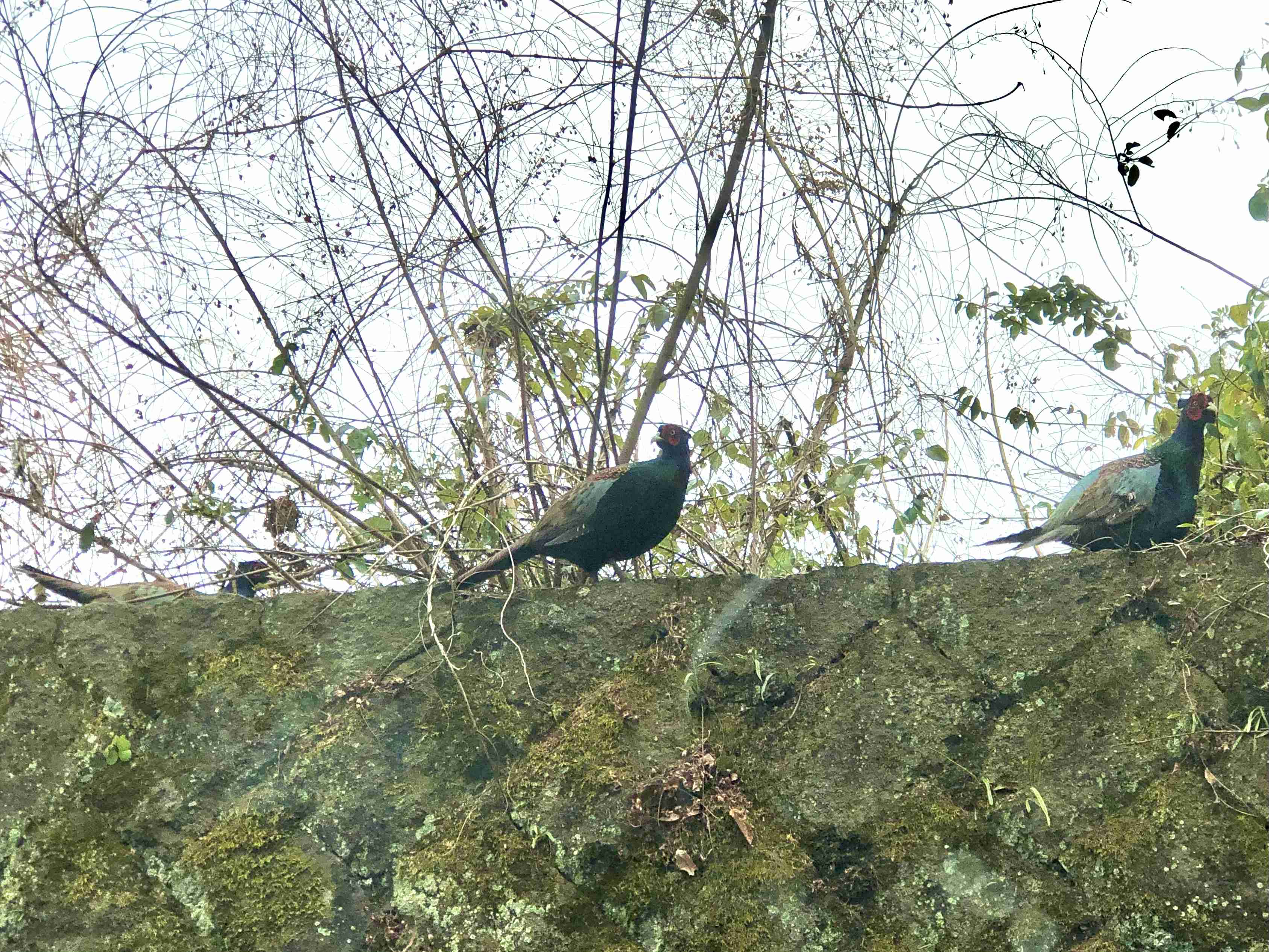 ガルちゃん野鳥図鑑part2