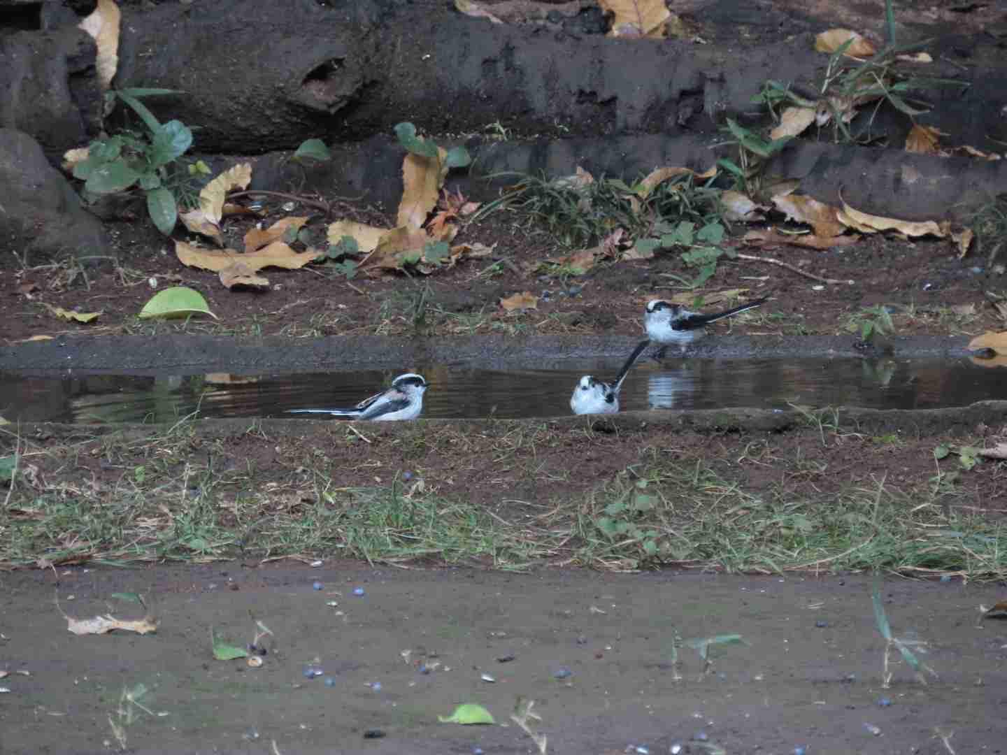 ガルちゃん野鳥図鑑part2