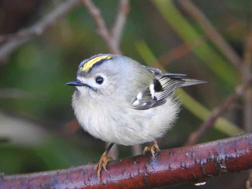 ガルちゃん野鳥図鑑part2