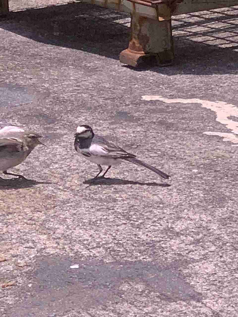 ガルちゃん野鳥図鑑part2