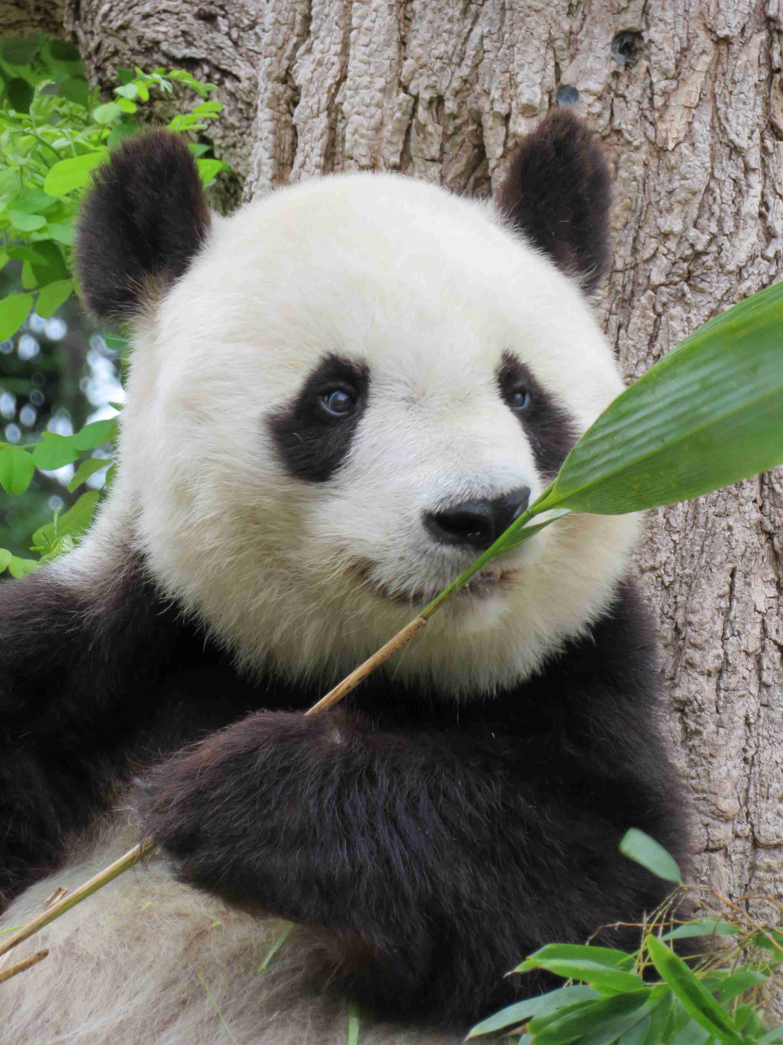 神戸のパンダ「タンタン」中国返還1年延期 心臓疾患の治療続く