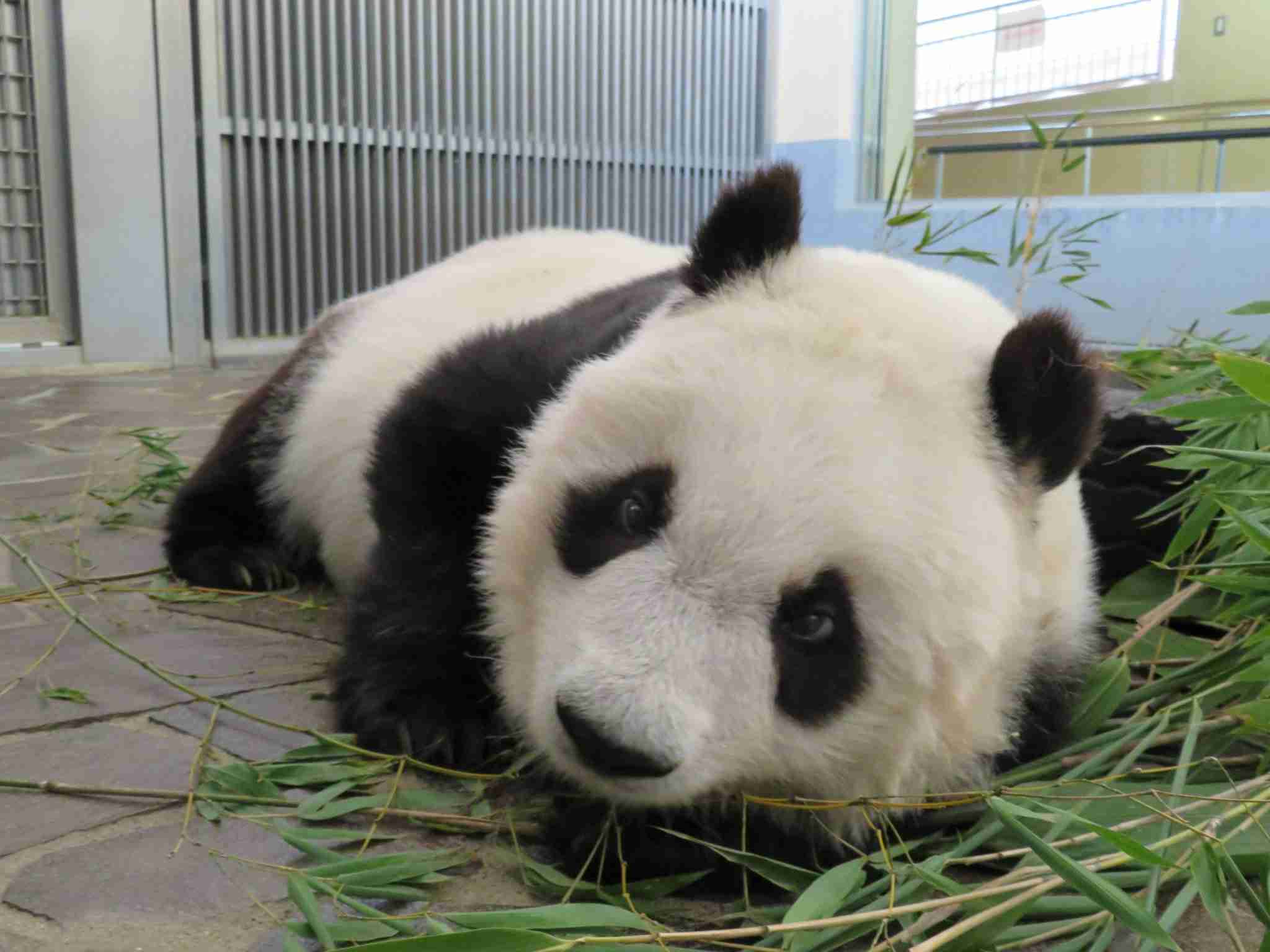 神戸のパンダ「タンタン」中国返還1年延期 心臓疾患の治療続く