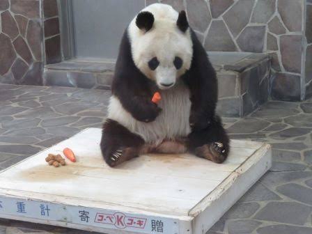 神戸のパンダ「タンタン」中国返還1年延期 心臓疾患の治療続く
