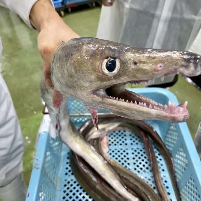 苦手な魚